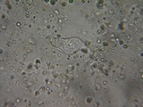 Mycena leptocephala image
