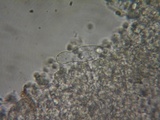 Mycena leptocephala image
