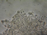 Mycena leptocephala image