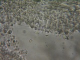 Mycena leptocephala image