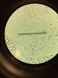 Mycena inclinata image