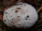 Suillus albivelatus image