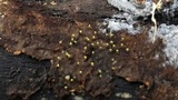 Physarum viride var. viride image