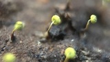 Physarum viride var. viride image