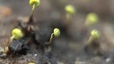 Physarum viride var. viride image