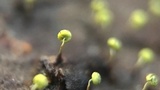 Physarum viride var. viride image