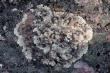 Arctoparmelia centrifuga image
