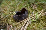 Helvella leucomelaena image
