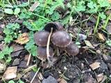 Psathyrella bipellis image