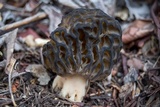 Morchella brunnea image