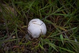 Bovista plumbea image
