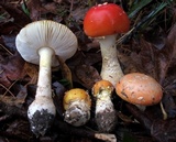 Amanita persicina image