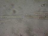 Pluteus brunneidiscus image