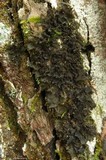 Leptogium cyanescens image