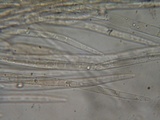 Pluteus brunneidiscus image