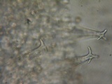 Pluteus brunneidiscus image