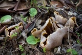 Peziza repanda image