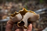 Peziza repanda image