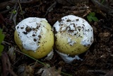 Amanita vernicoccora image