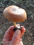 Stropharia coronilla image