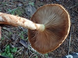 Stropharia coronilla image