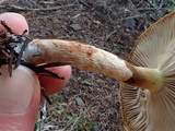 Stropharia coronilla image