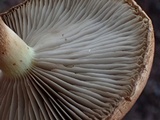 Stropharia coronilla image