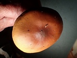 Stropharia coronilla image