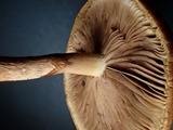 Stropharia coronilla image