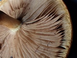 Stropharia coronilla image