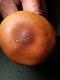 Stropharia coronilla image
