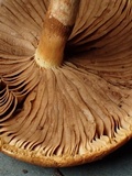 Stropharia coronilla image