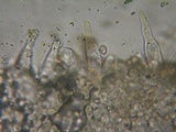Stropharia coronilla image