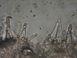 Stropharia coronilla image