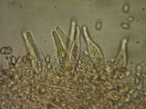 Stropharia coronilla image