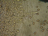 Stropharia coronilla image