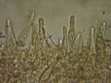 Stropharia coronilla image