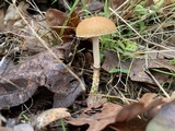 Leratiomyces squamosus var. squamosus image