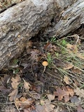 Leratiomyces squamosus var. squamosus image