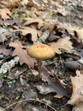 Leratiomyces squamosus var. squamosus image