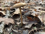 Leratiomyces squamosus var. squamosus image