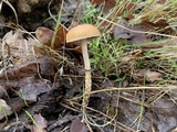 Leratiomyces squamosus var. squamosus image