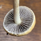 Leratiomyces squamosus var. squamosus image