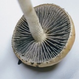 Leratiomyces squamosus var. squamosus image