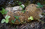 Inonotus dryadeus image