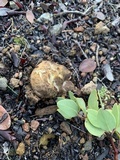 Rhizopogon occidentalis image