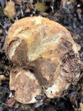 Rhizopogon occidentalis image