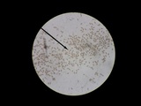 Conocybe rugosa image