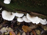 Pleurocybella porrigens image