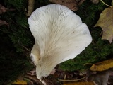 Pleurocybella porrigens image